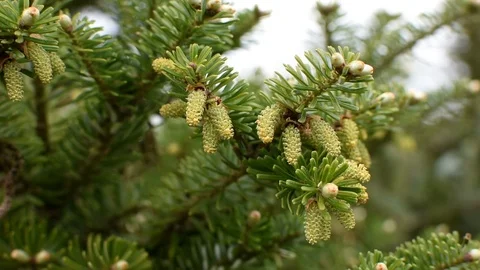 Conifers in springtime 스톡 동영상 107036149