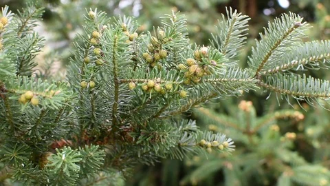 Conifers in springtime Stock Footage 107036150
