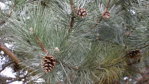 Conifers in springtime Stock Footage 107036231