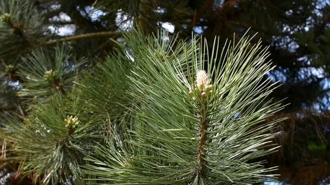 Conifers in springtime Stock Footage 107036451