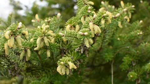 Conifers in springtime Stock Footage 107037631