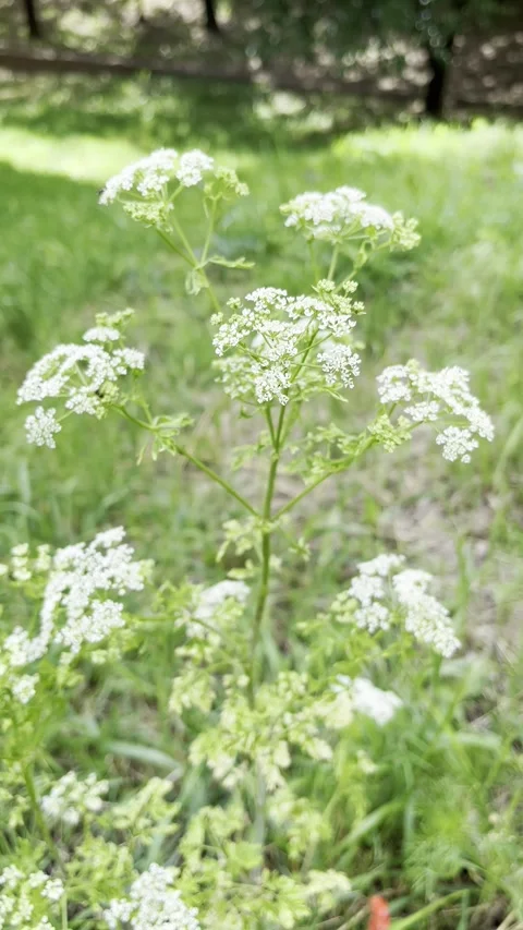 Conium maculatum, the hemlock or poison hemlock growing in the field Stock Footage 312199091