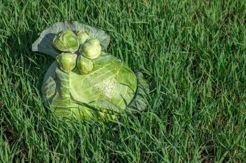 Conjoined small heads of white cabbage close-up lie on a large cabbage head a Stock Photos