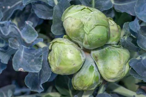 Conjoined small heads of white cabbage close-up on the background of cabbage  Stock Photos