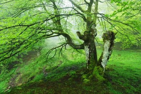 Conjoined tree in forest Stock Photos