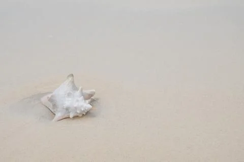 Conk shell on white sand beach - copy pace Stock Photos