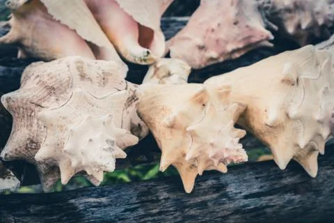 Conk shells, sea snail shell collection , vacation  background - Stock Photos
