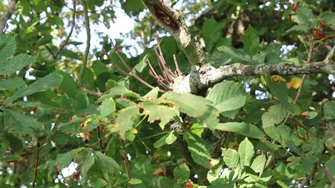 Conker chestnut tree leaves blowing Video stock 139155420