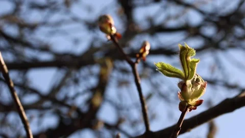 Conker - common chestnut buds and young leaves in springtime Stock Footage 154321420