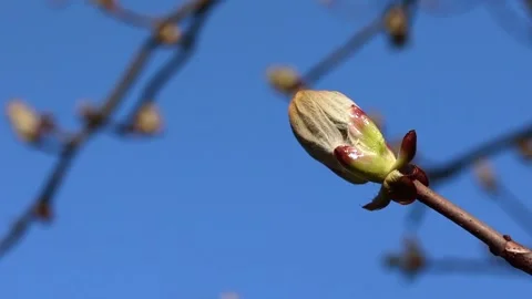 Conker - common chestnut buds in blue sky background Stock Footage 154321384