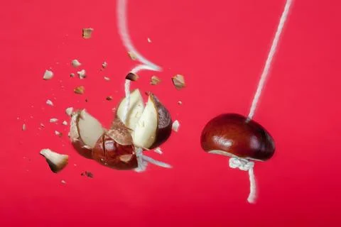 Conker exploding on a string in a traditional game Stock Photos