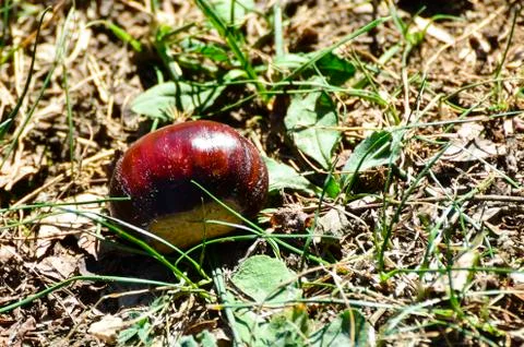 Conker on ground Stock Photos