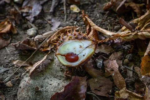 A conker in a split spikey case on the floor in autumn Foto stock