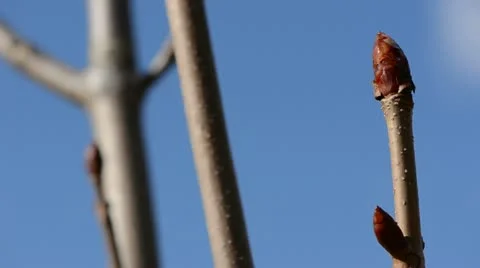 Conker tree buds in early spring Stock Footage 10851904