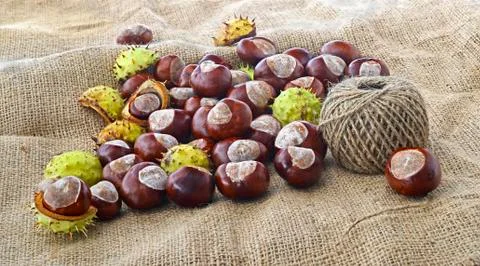Conkers and a ball of string Stock Photos