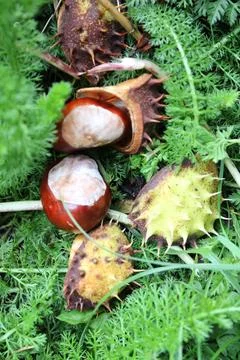 Conkers laying on the ground with empty shells, seeds from a Horse Chestnut tree Foto stock