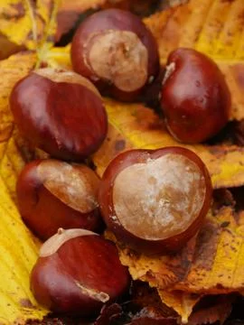 Conkers outside leaf Stock Photos