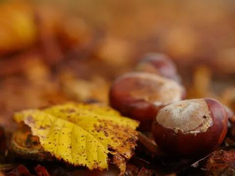 Conkers outside leaf Stock Photos