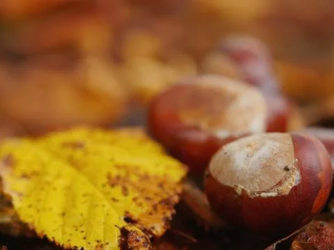 Conkers outside leaf Stock Photos