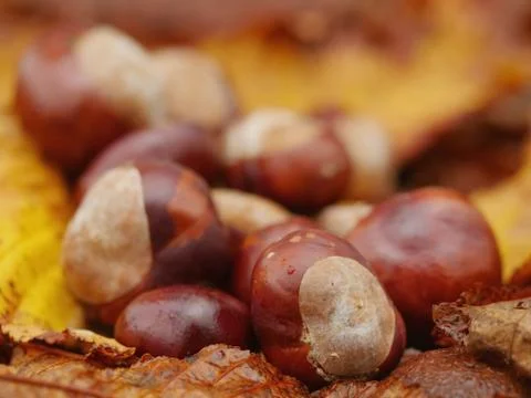 Conkers outside leaf Stock Photos