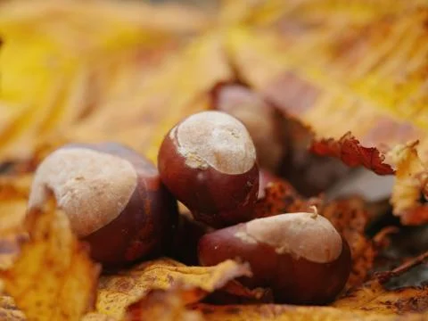 Conkers outside leaf Stock Photos