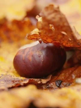 Conkers outside leaf Stock Photos