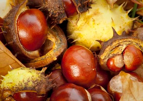 Conkers Stock Photos