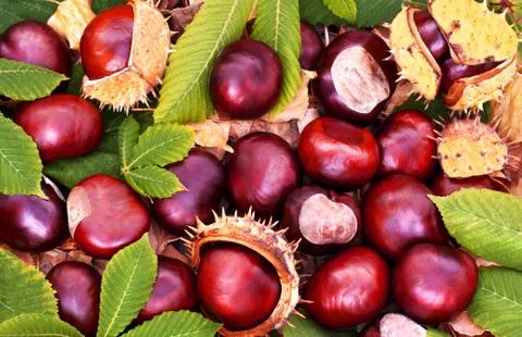Conkers Stock Photos