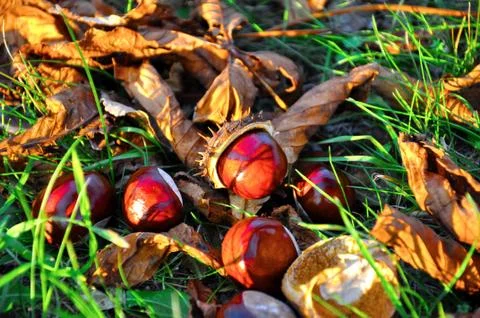 Conkers Stock Photos