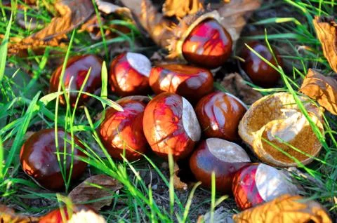 Conkers Stock Photos