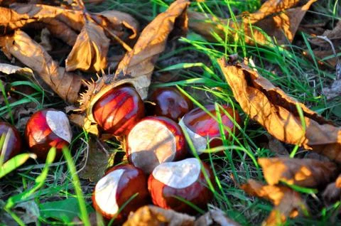 Conkers Stock Photos