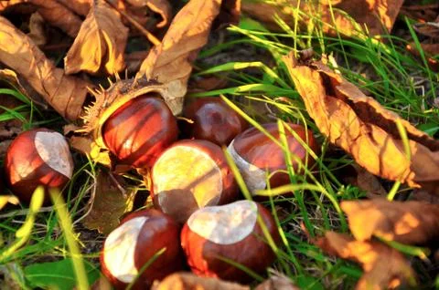 Conkers Foto stock