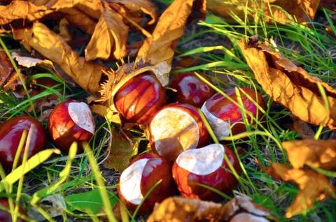 Conkers Stock Photos