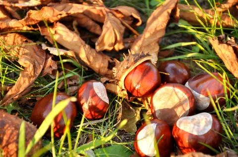 Conkers Stock Photos