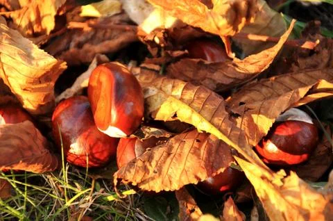 Conkers Stock Photos