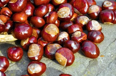 Conkers 写真素材