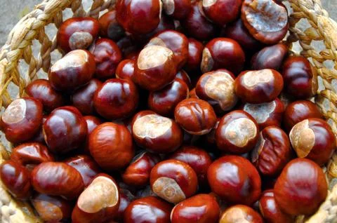 Conkers Stock Photos