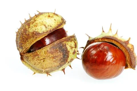 Conkers Foto stock