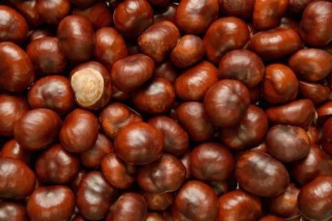Conkers Stock Photos