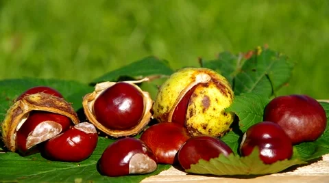 Conkers on wooden table Stock Footage 42183537