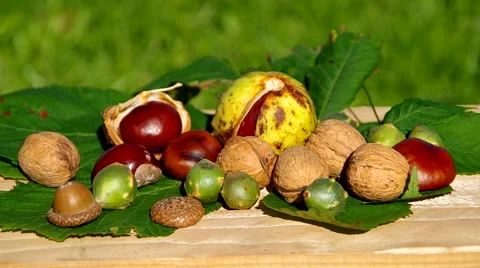 Conkers on wooden table Stock Footage 42183545