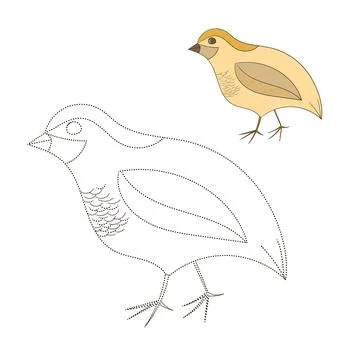 Connect the dots game quail vector illustration Stock Illustration
