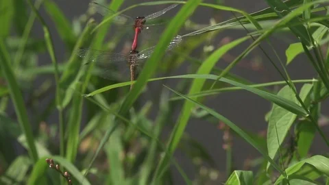 Connected dragonflies fly over the water, copulation, slow motion Stock Footage 74368962