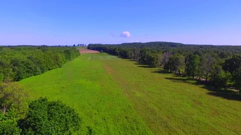 Connecticut Tree Line Video stock 77631002