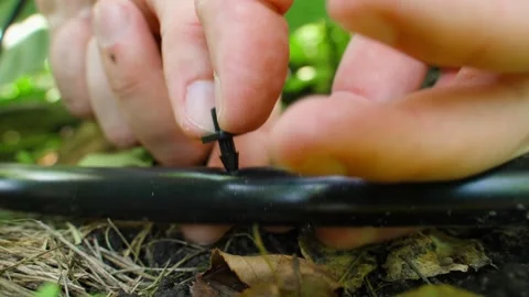 Connecting drip irrigation to a pipe, close-up Stock Footage 316688468