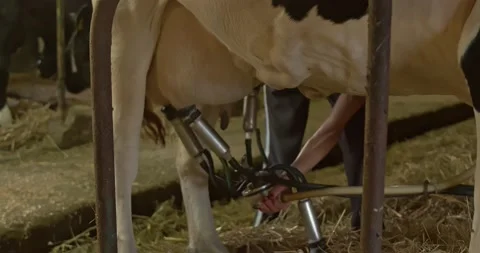 Connecting a mechanical milking machine to a cows udder, farm life Stock Footage 138627829
