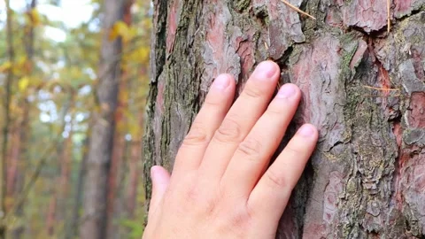 Connecting with nature by touching a tree's rough bark Vídeos de archivo 295247650