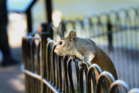 Connection and coexistence between squirrels and people in London parks, unit Stock Photos