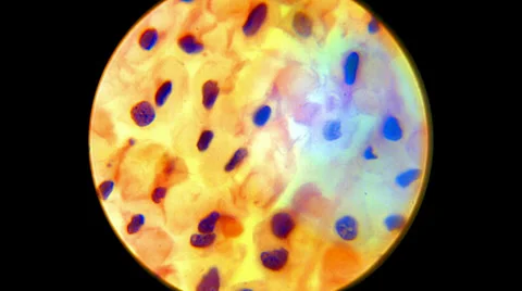 Connective Tissue 2000x Stock Footage 39805803