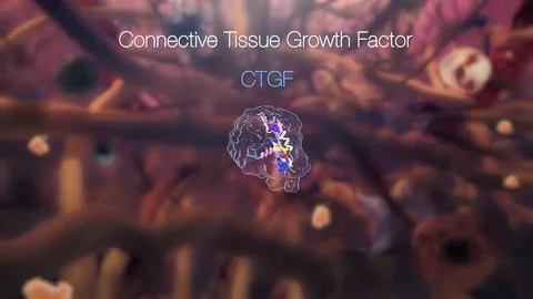 Connective Tissue Growth Factor promotes the proliferation and differentiatio Stock Illustration